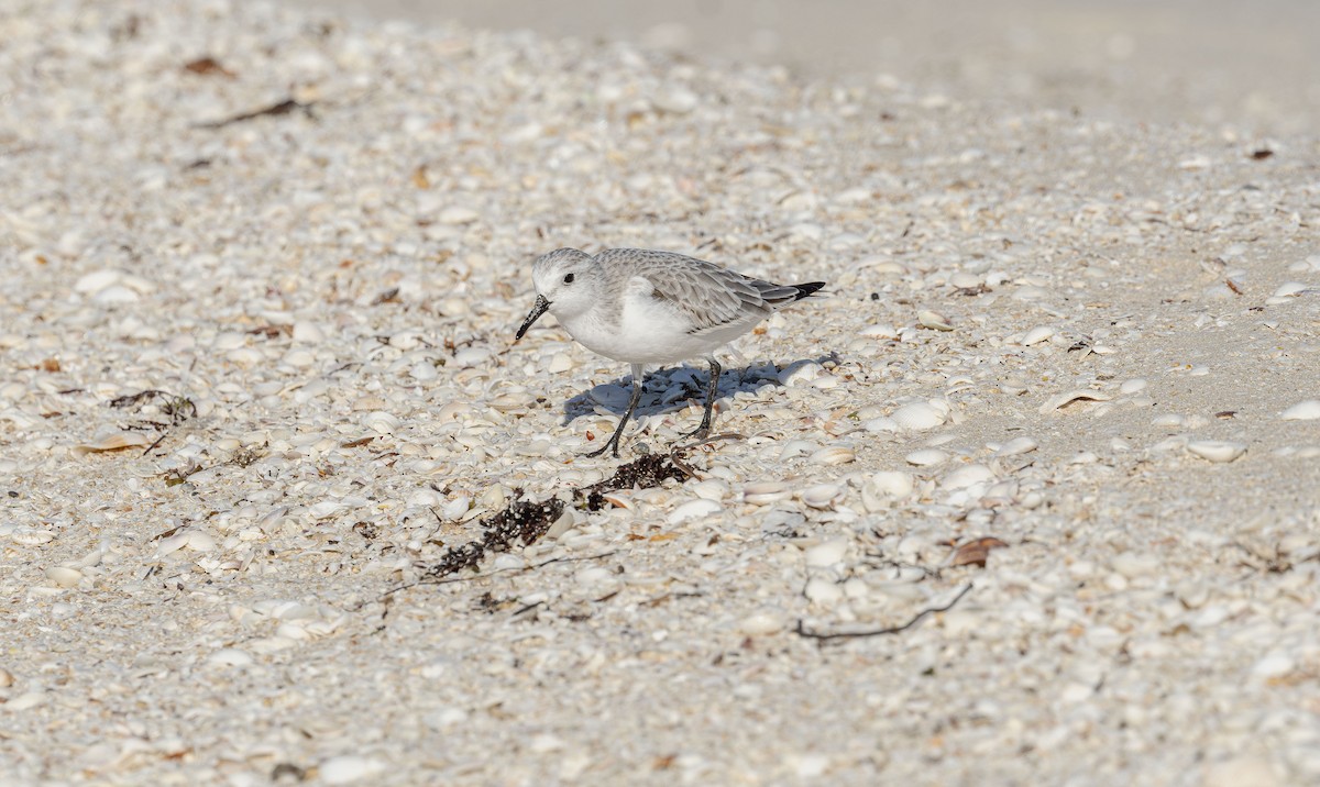 三趾濱鷸 - ML644600534