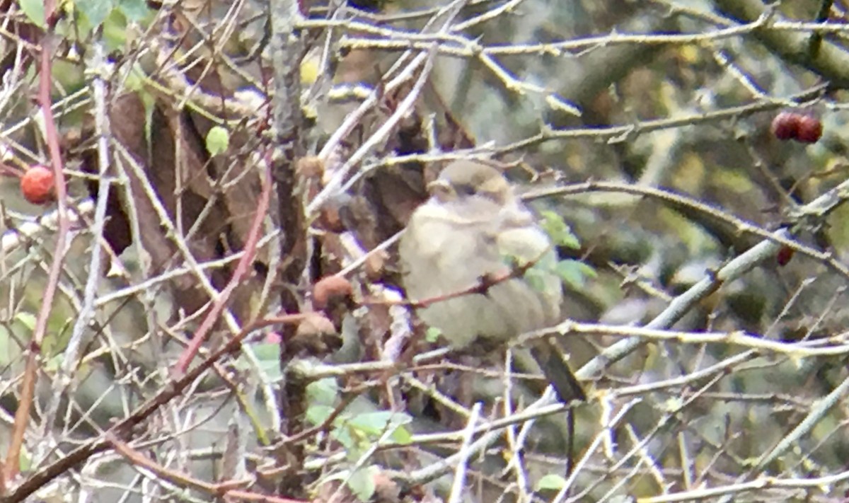 家麻雀 - ML644600536