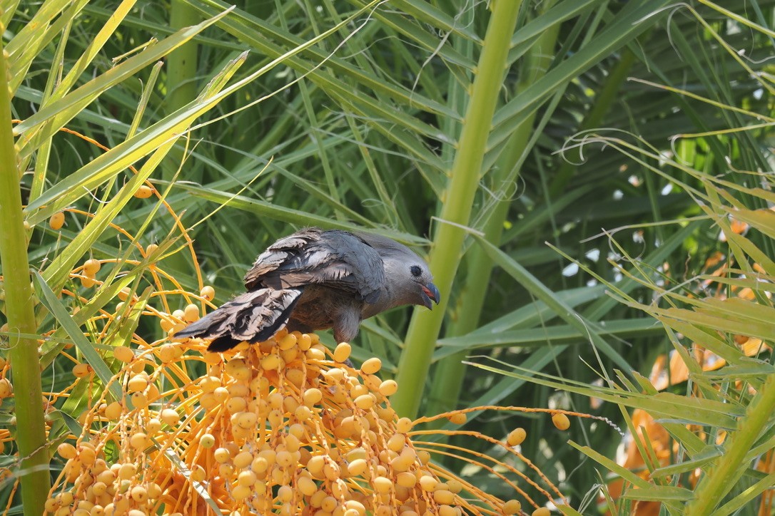 Gray Go-away-bird - ML644600538