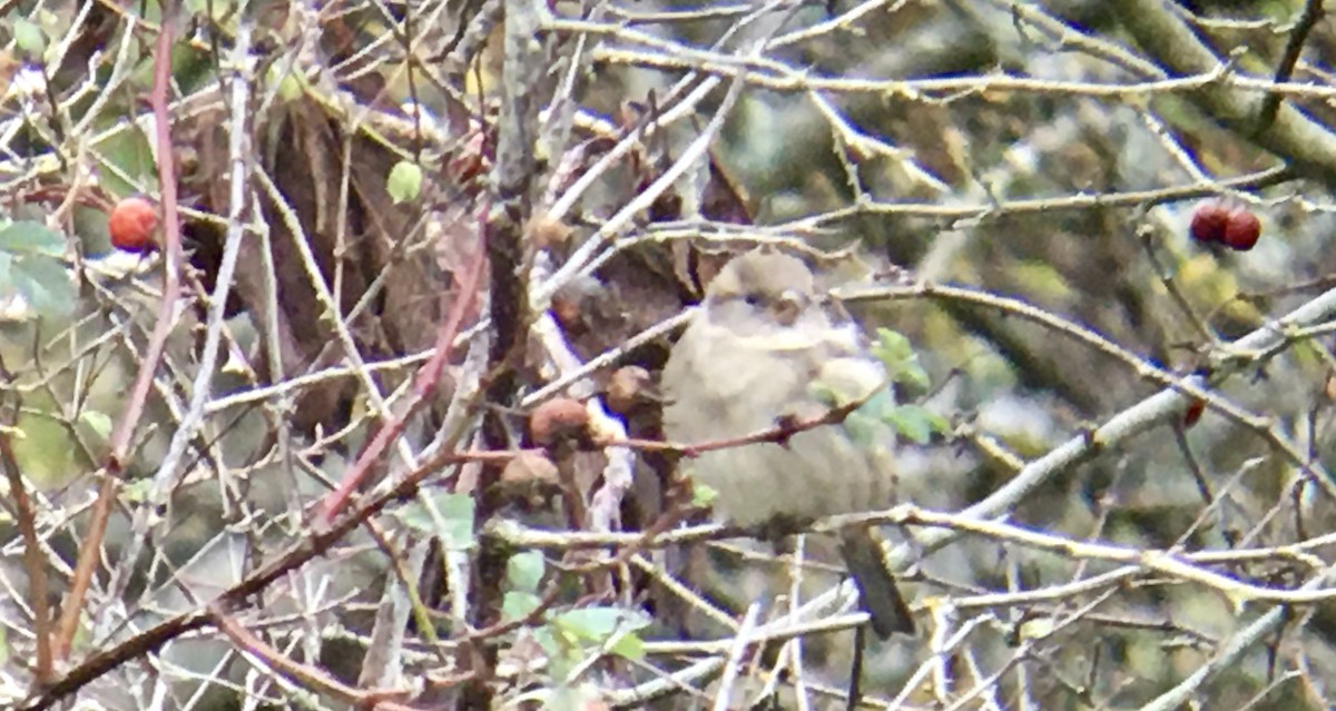 家麻雀 - ML644600539