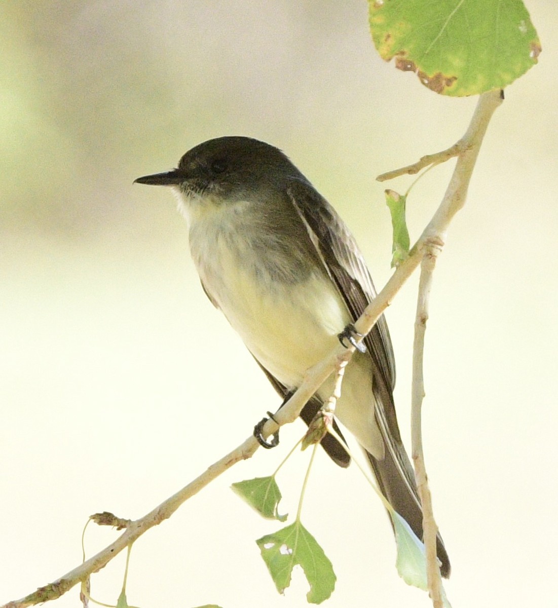 Eastern Phoebe - ML644600545