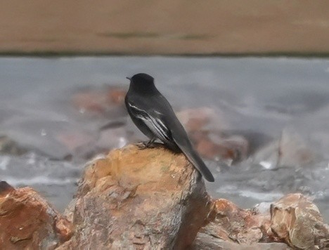 Black Phoebe - ML644600555