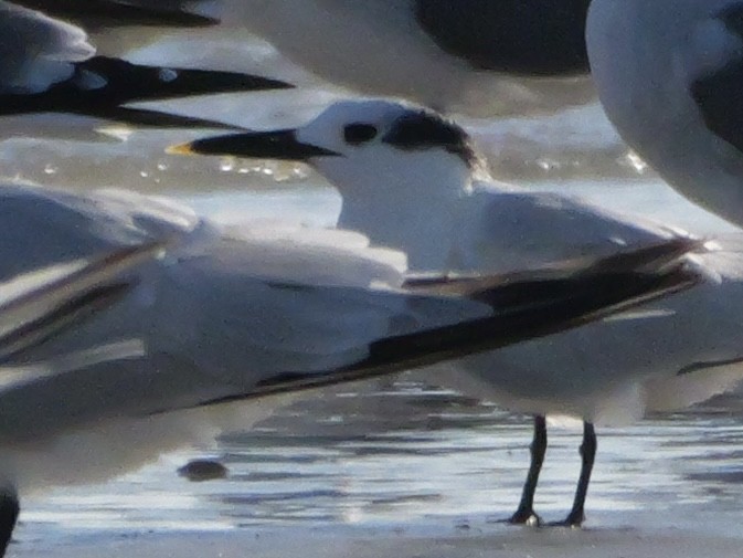 Пестроносая крачка (acuflavidus) - ML644600565