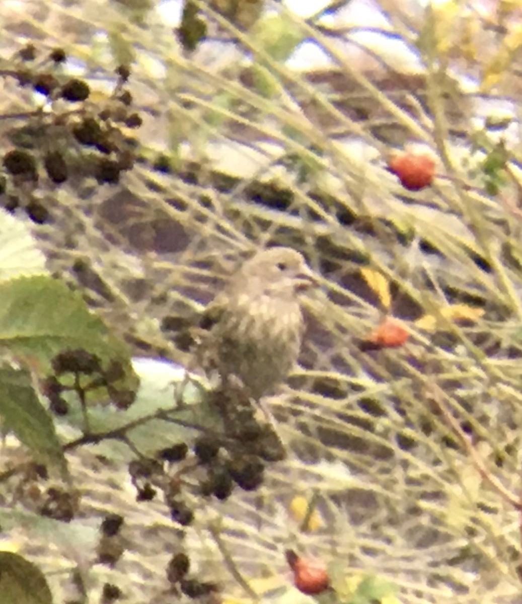 House Finch - ML644600568