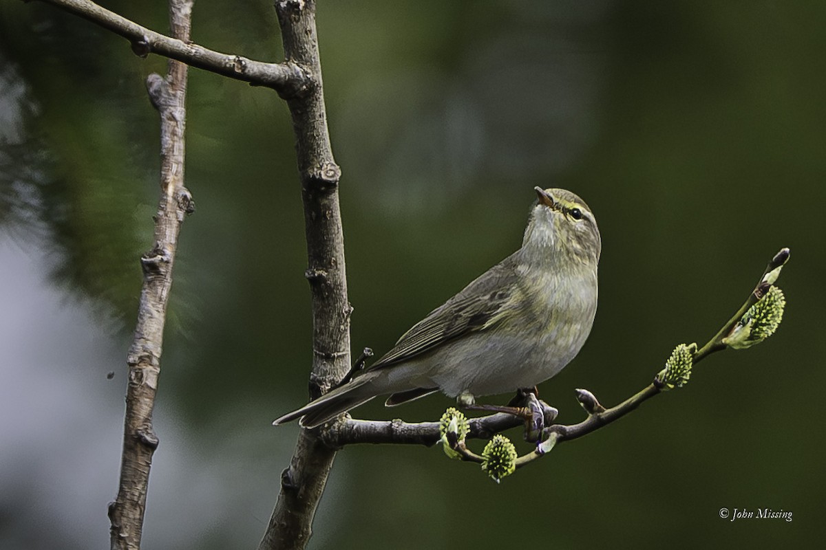 Pouillot fitis - ML644600569