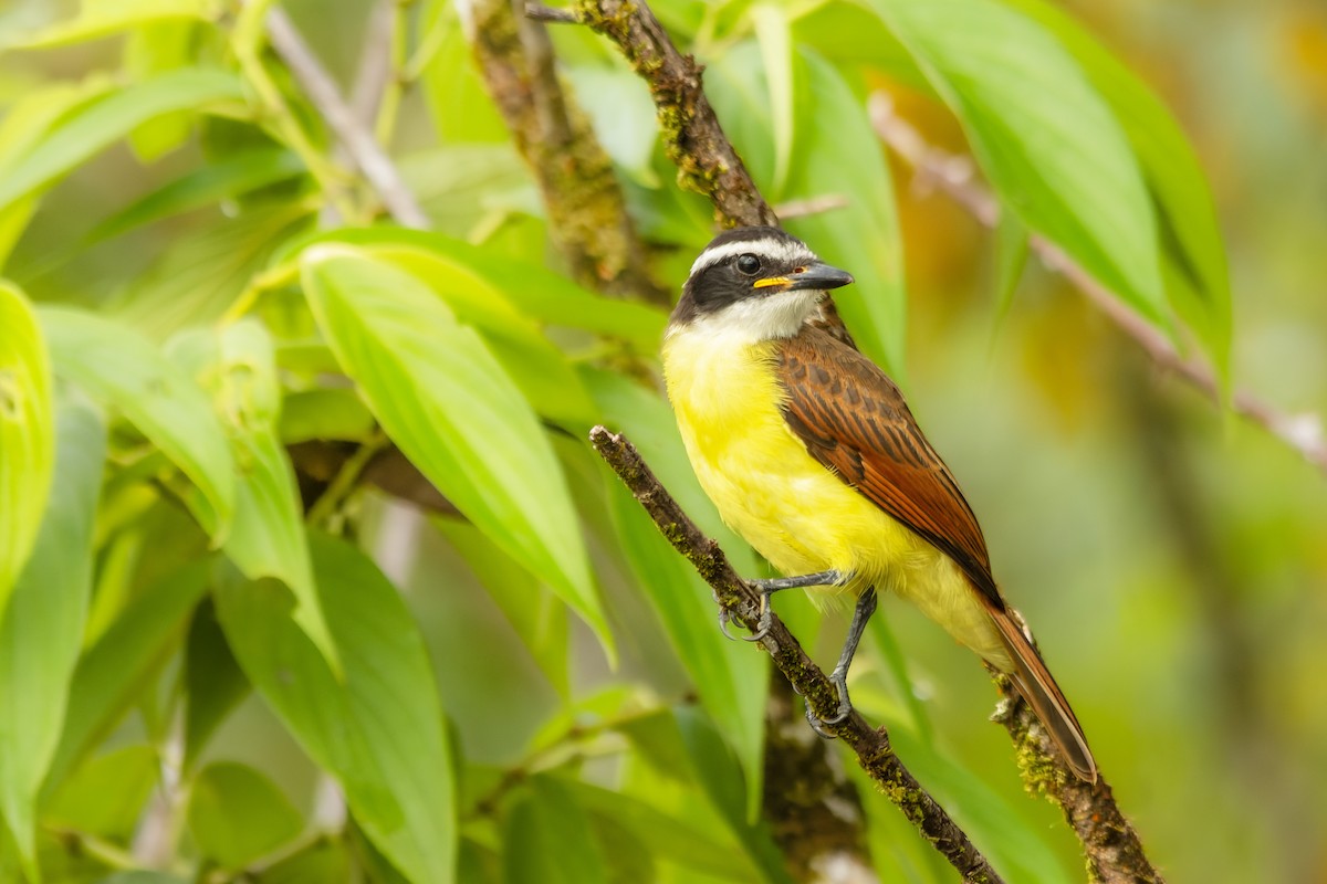 storkiskadi - ML644600570