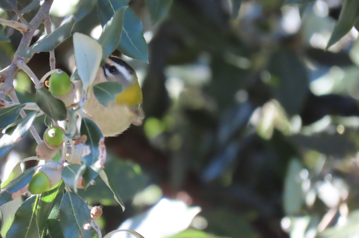 Common Firecrest - ML644600572