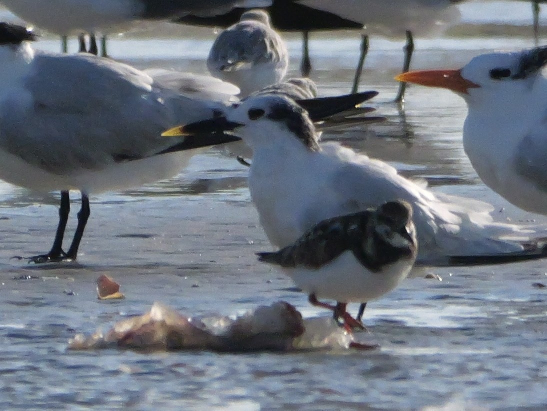 Пестроносая крачка (acuflavidus) - ML644600573