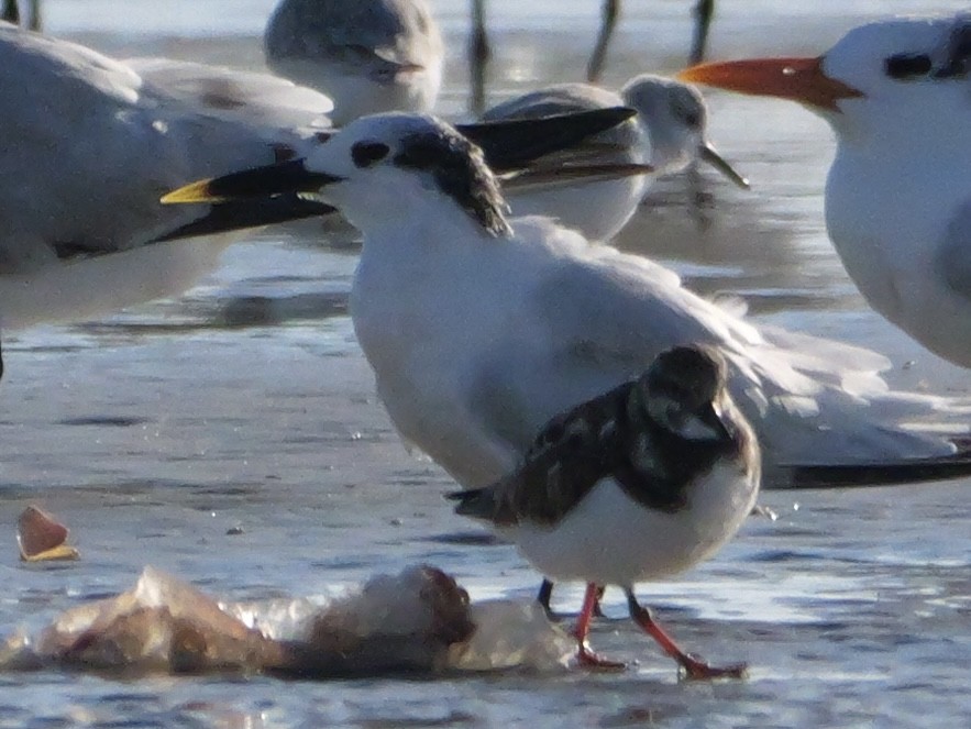 Пестроносая крачка (acuflavidus) - ML644600576