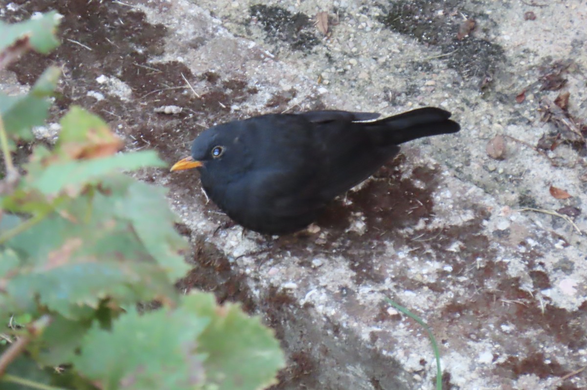 Eurasian Blackbird - ML644600584