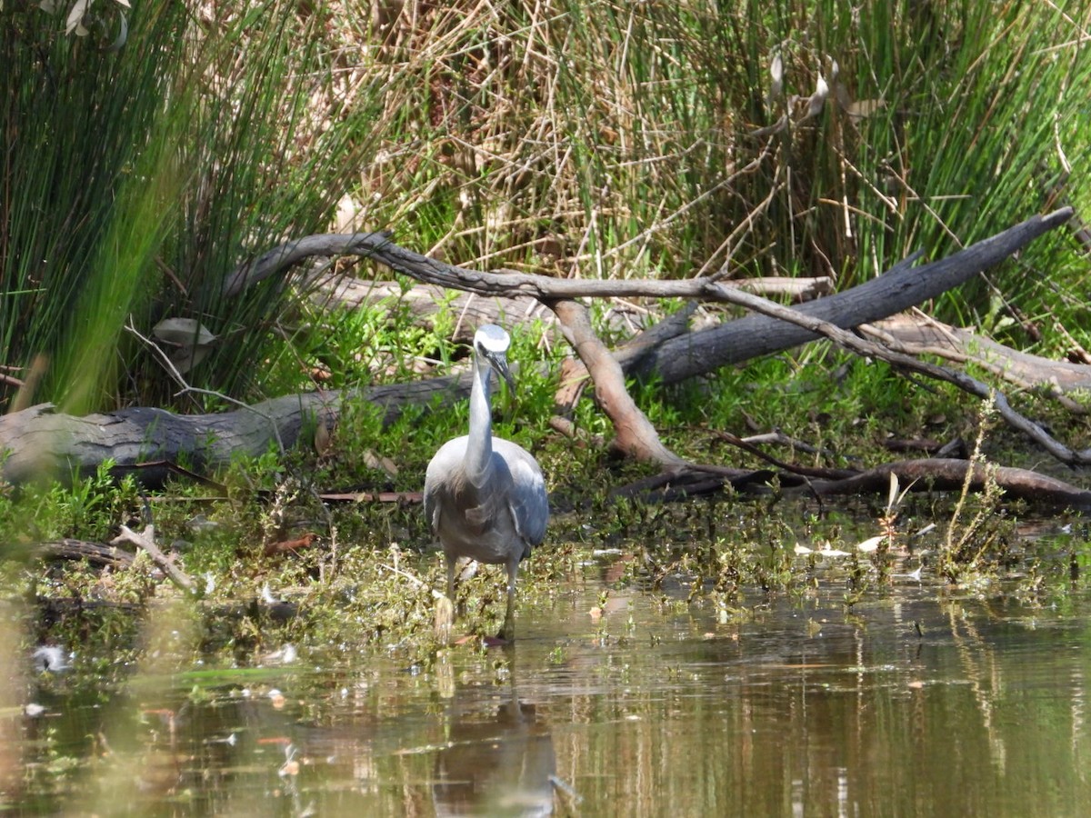 volavka bělolící - ML644600599