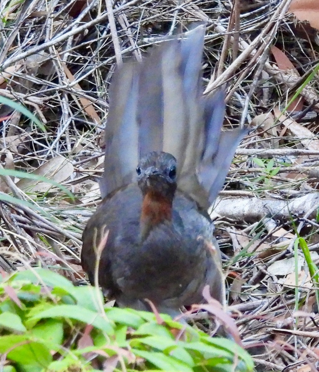 Ménure superbe - ML644600604