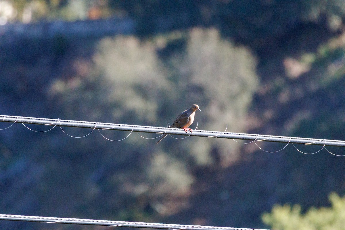 ナゲキバト - ML644600616