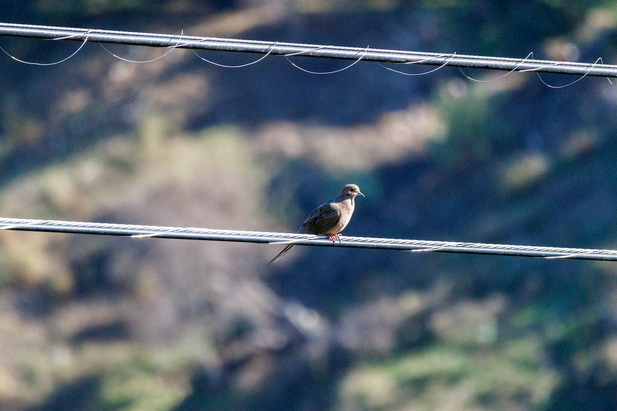 ナゲキバト - ML644600617