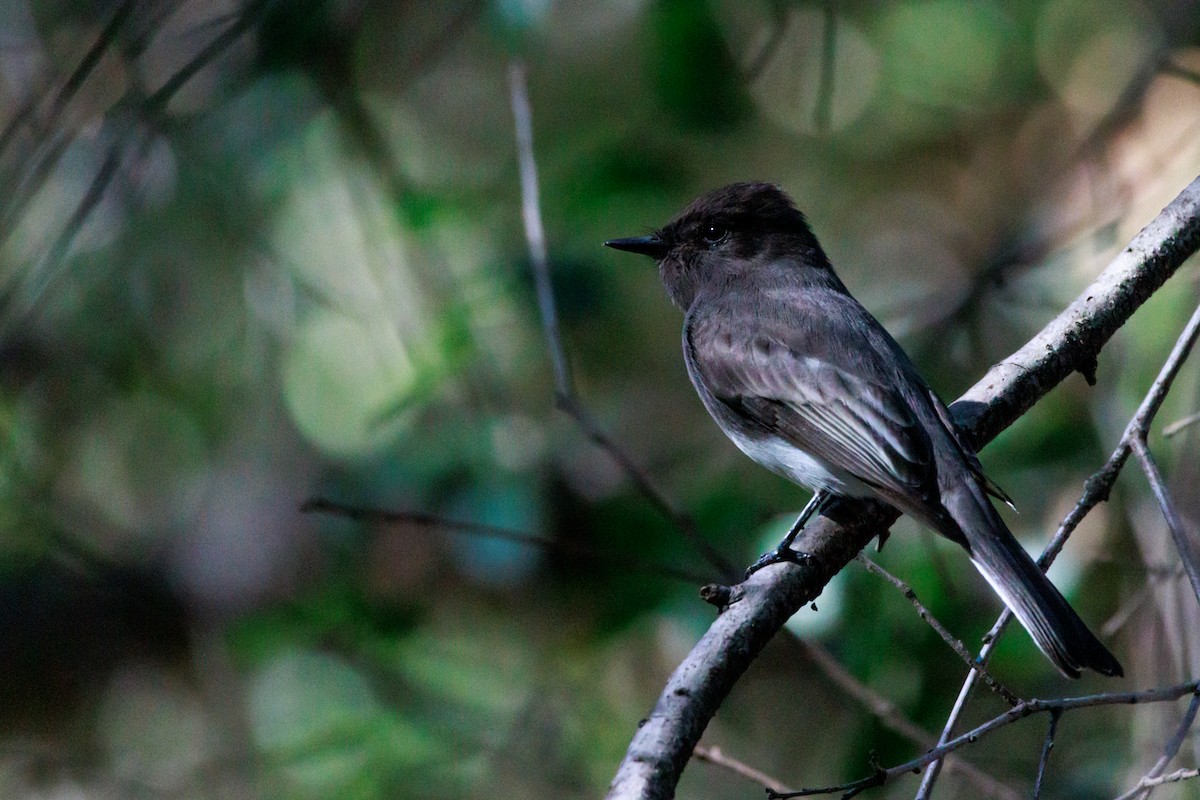Black Phoebe - ML644600622