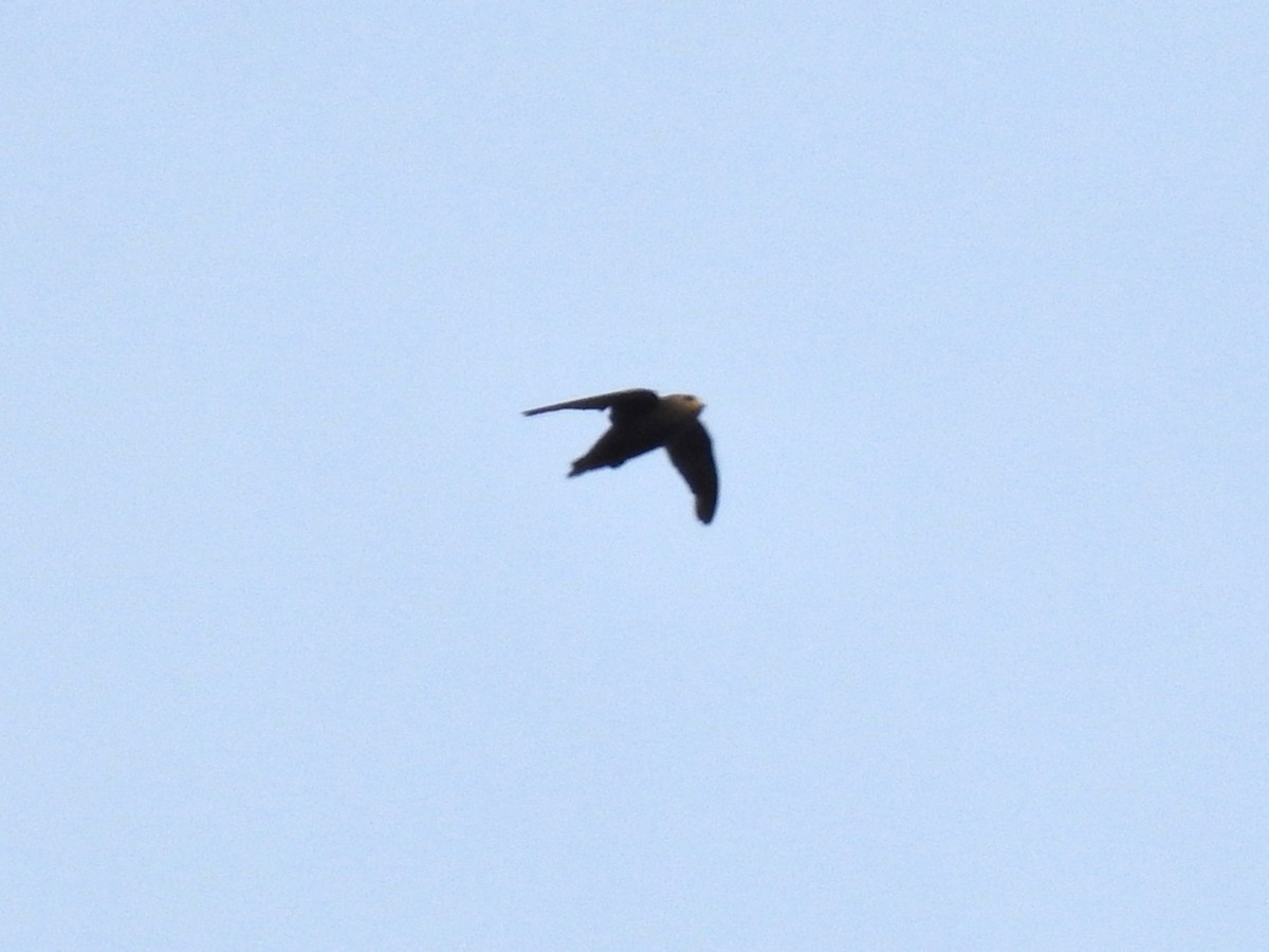 Great Dusky Swift - ML644600624