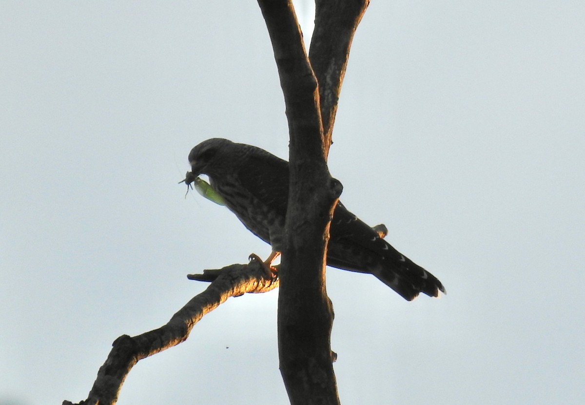 Plumbeous Kite - ML644600625