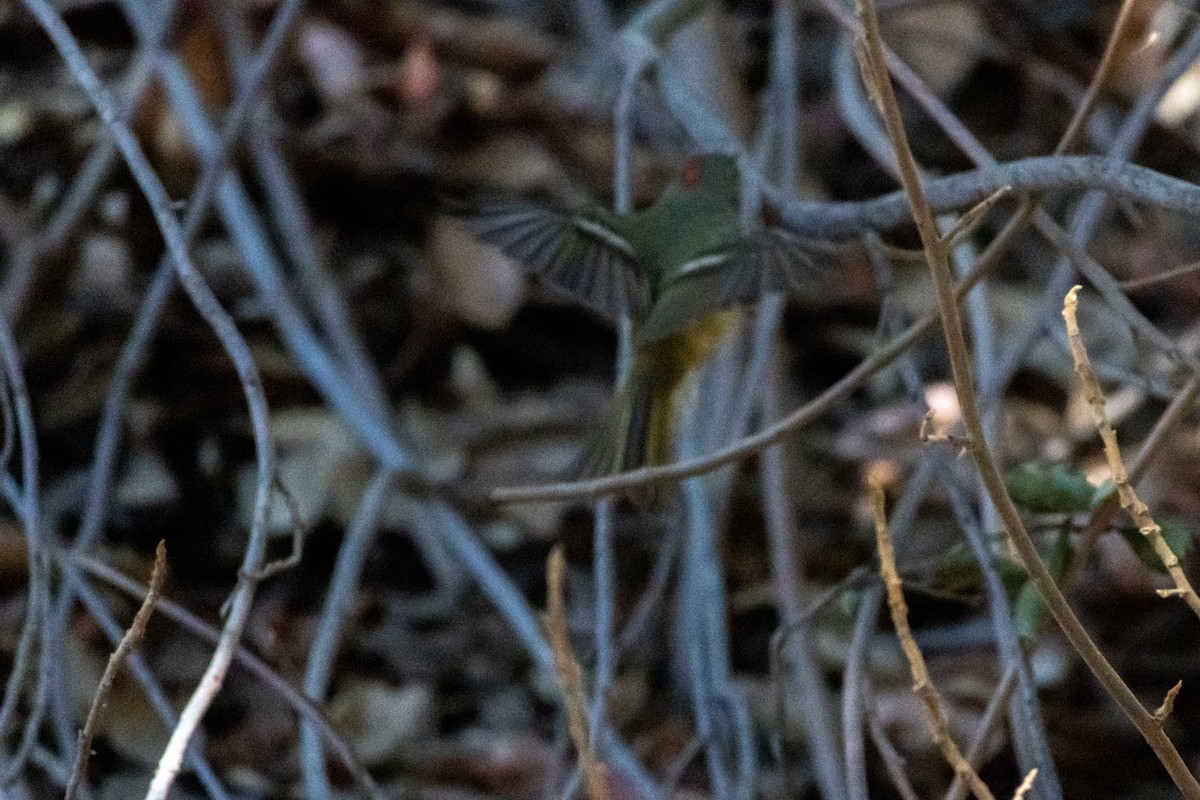 Ruby-crowned Kinglet - ML644600626