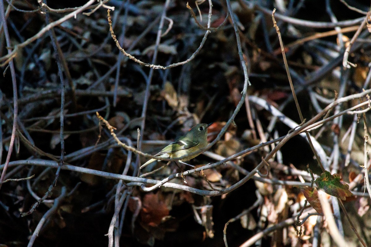 Ruby-crowned Kinglet - ML644600627