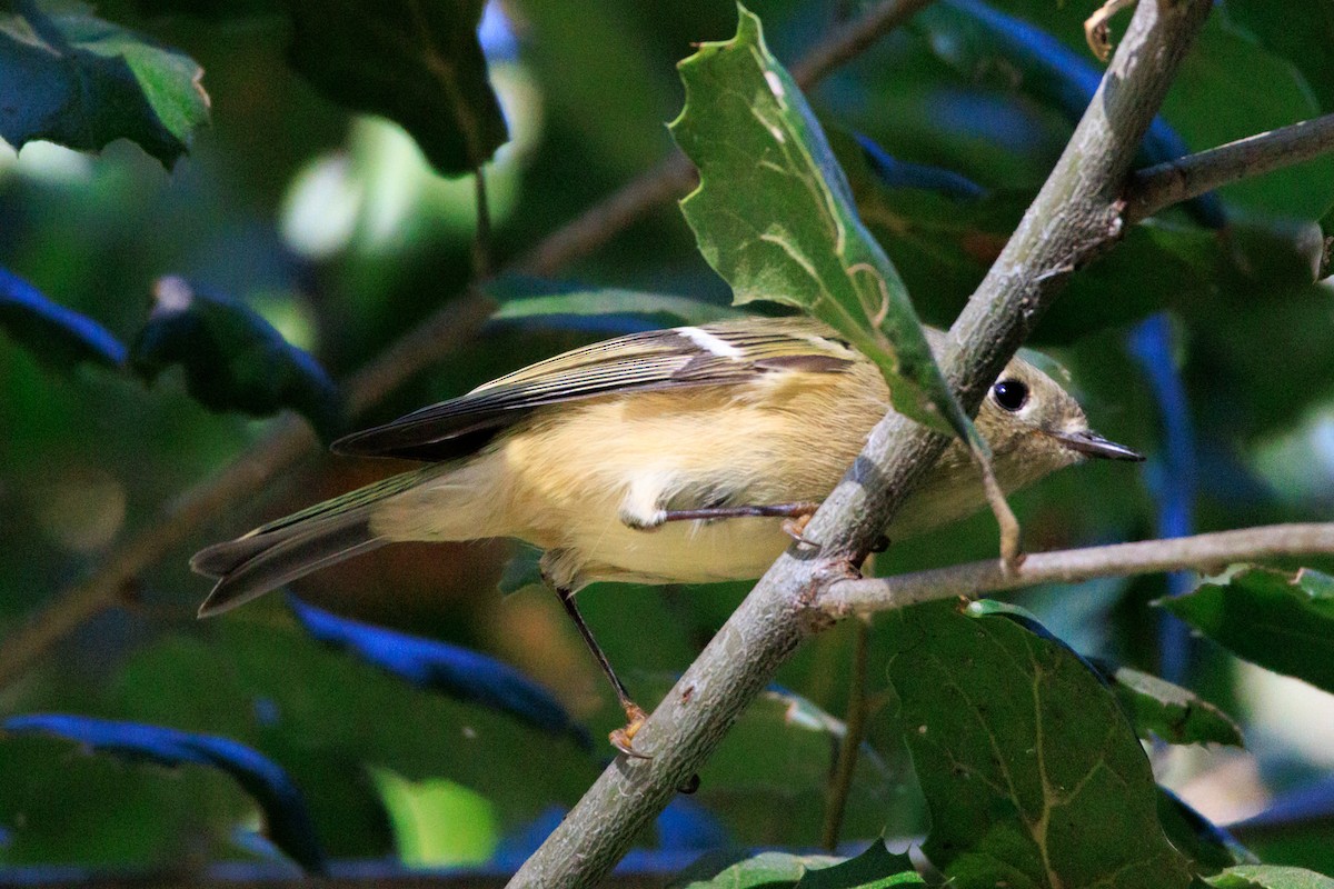Ruby-crowned Kinglet - ML644600629