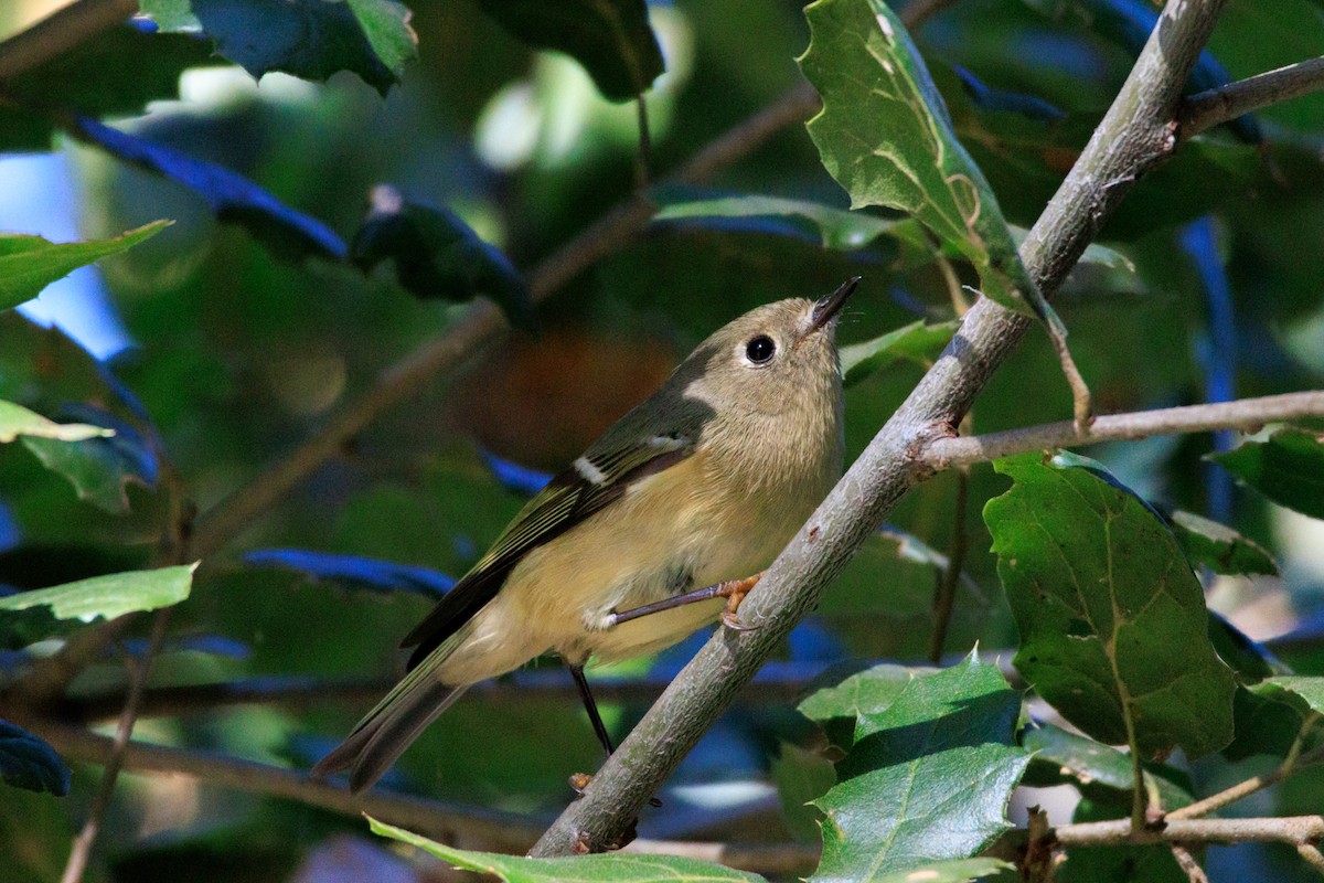 Ruby-crowned Kinglet - ML644600630