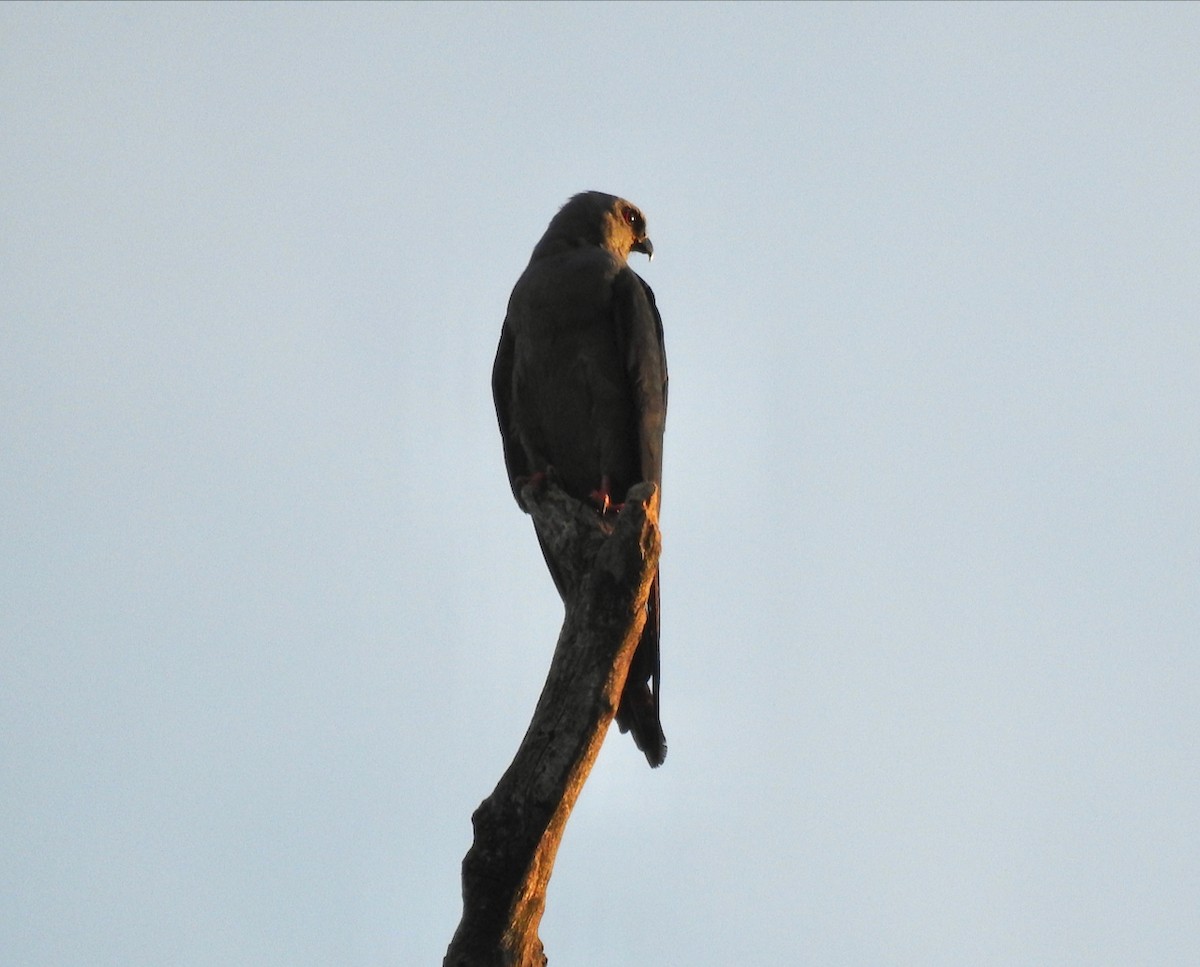 Plumbeous Kite - ML644600640