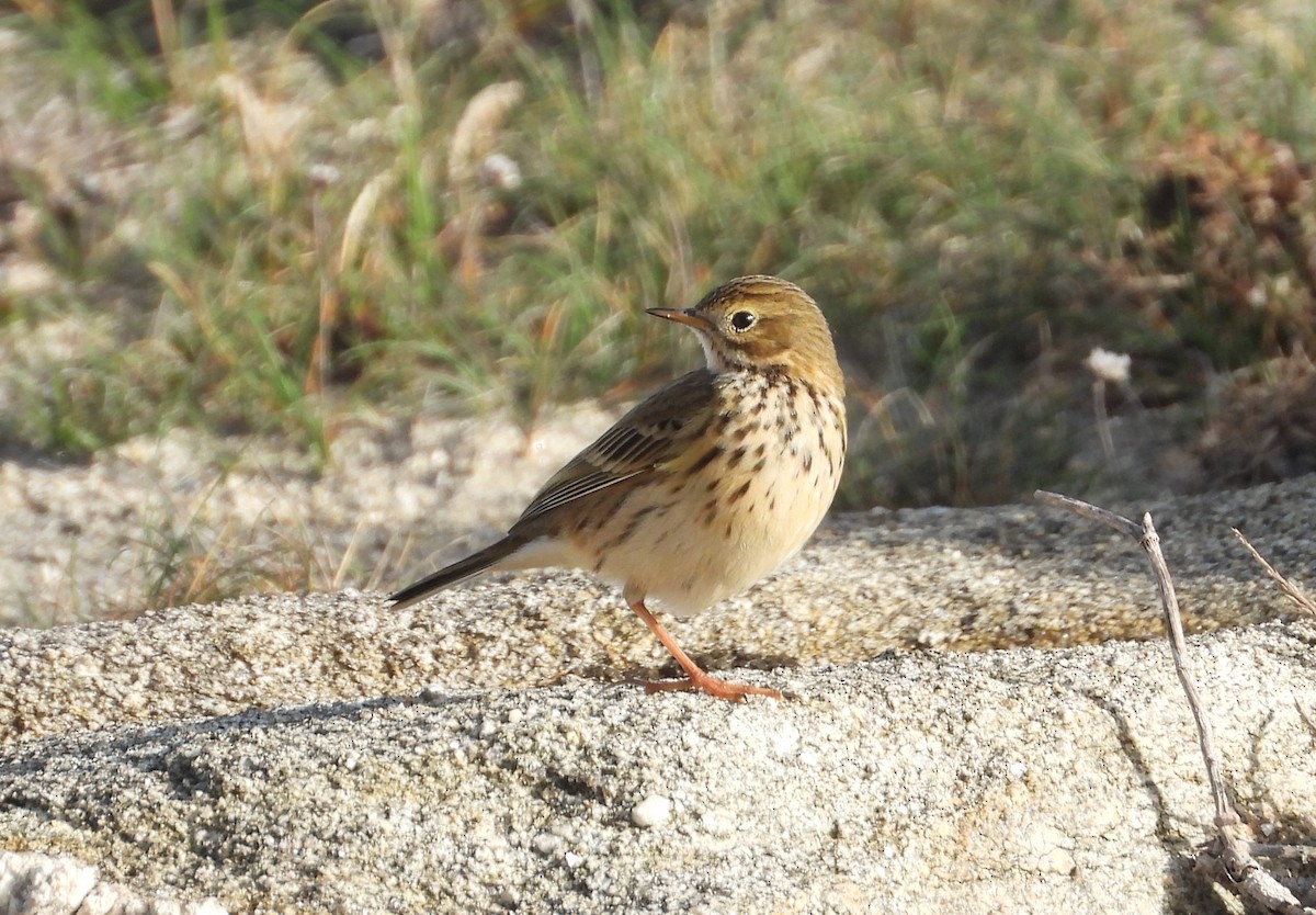 Negu-txirta - ML644600641