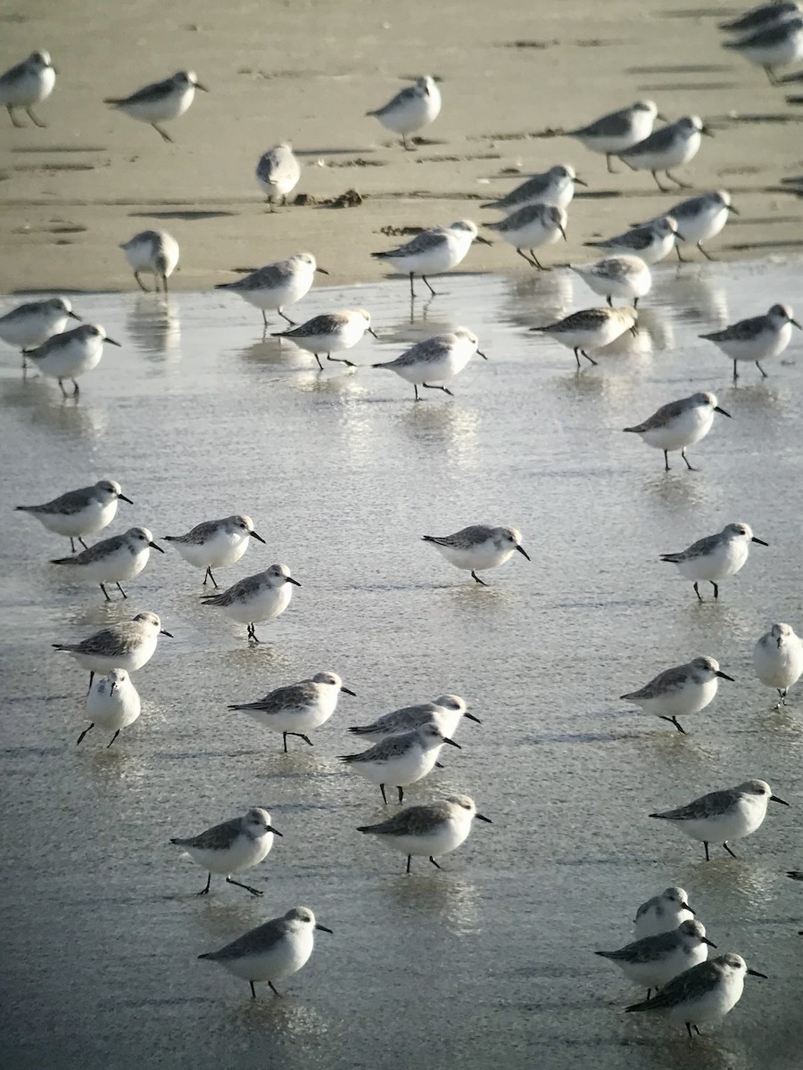 三趾濱鷸 - ML644600643