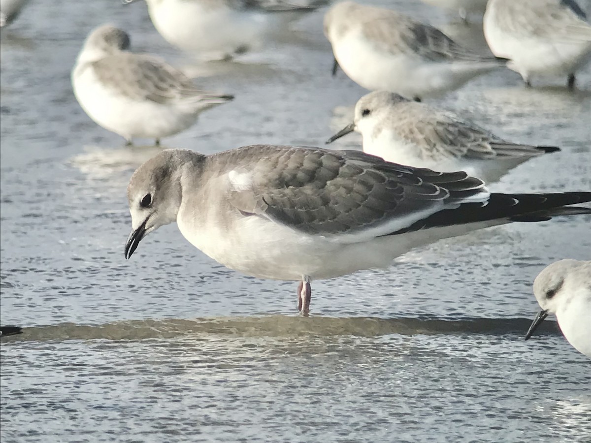 שחף קדוד-זנב - ML644600650