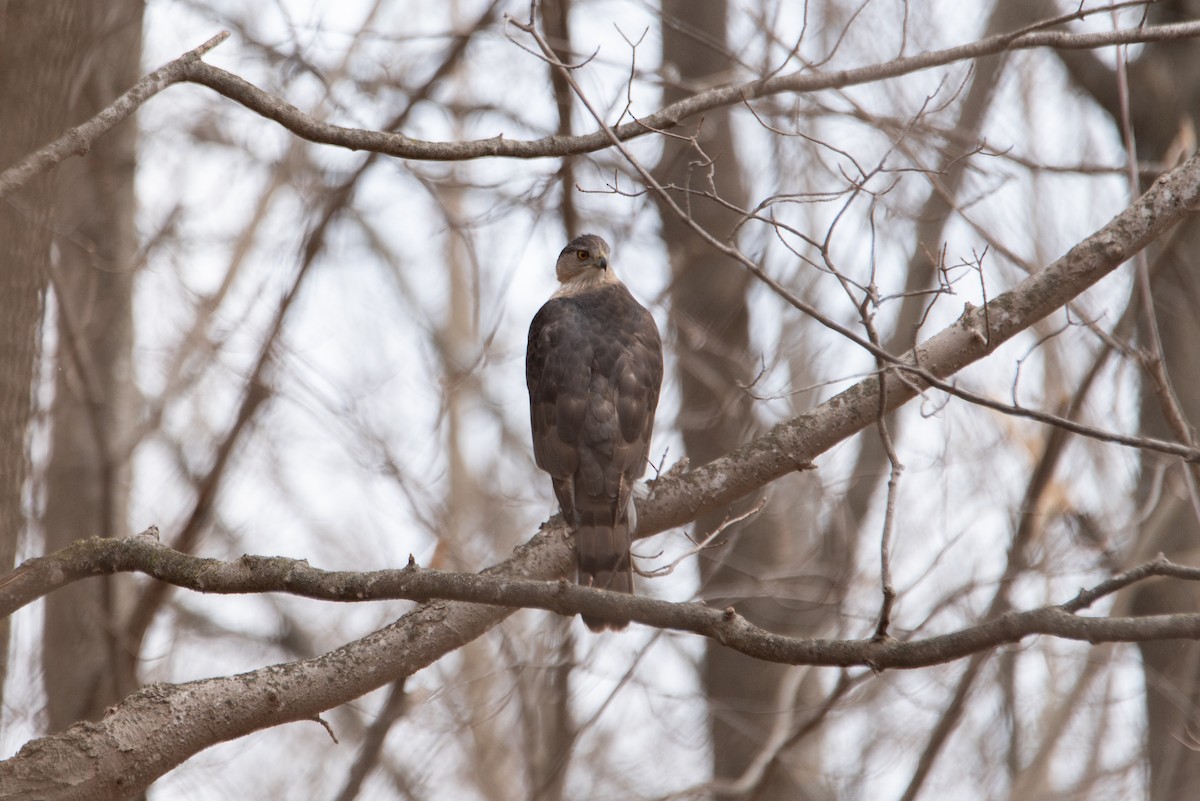Cooper's Hawk - ML644600659