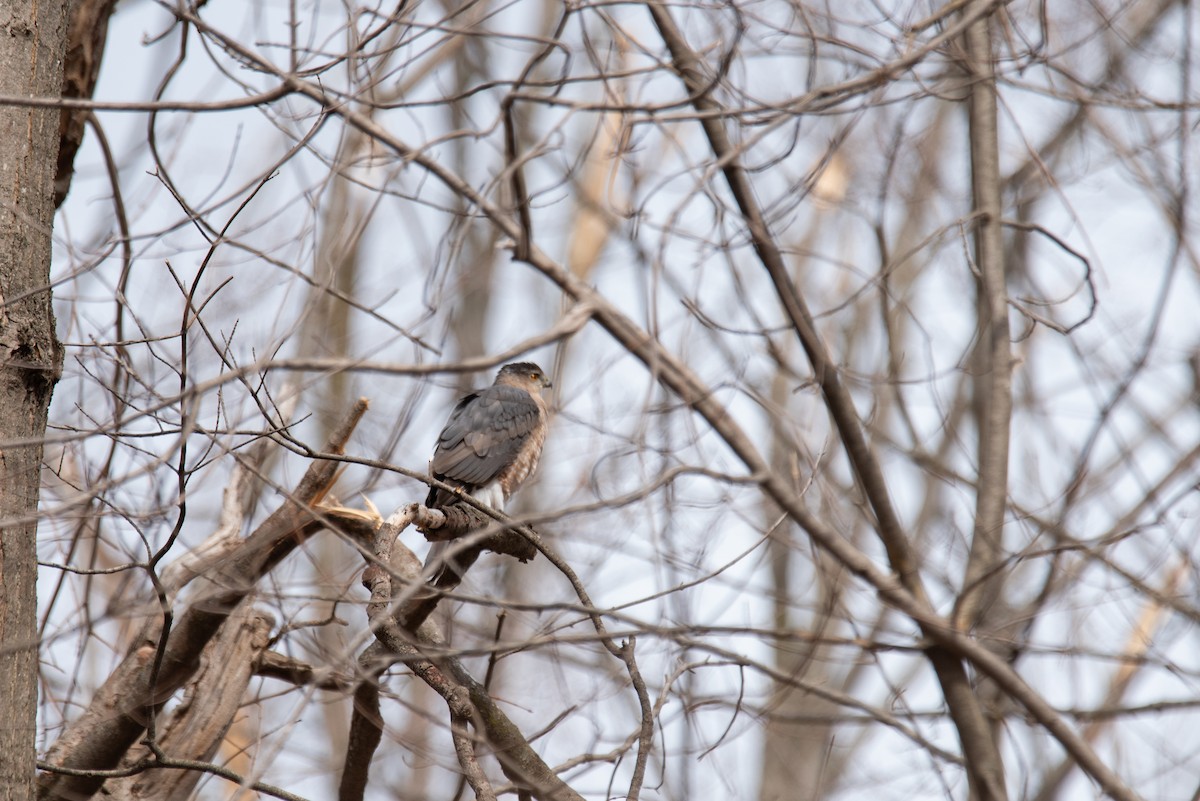 Cooper's Hawk - ML644600660