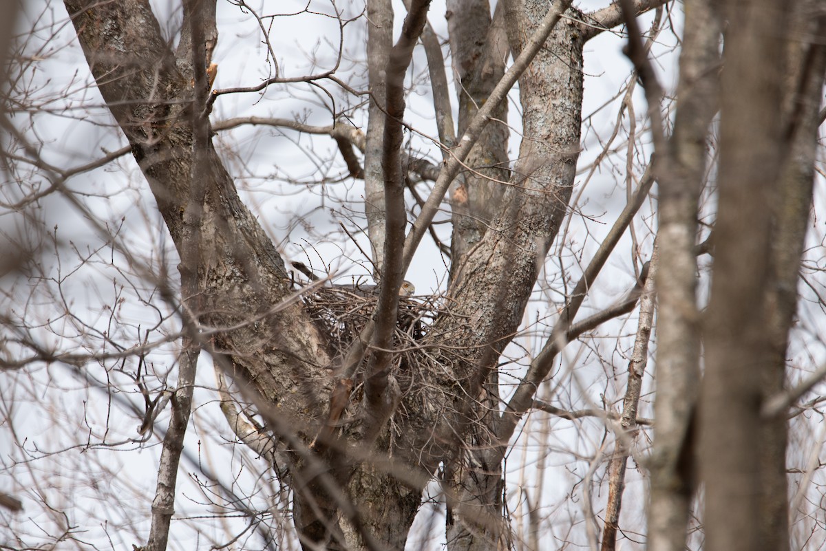 Cooper's Hawk - ML644600661