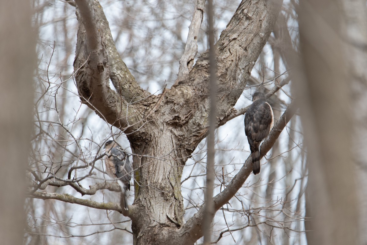 Cooper's Hawk - ML644600663