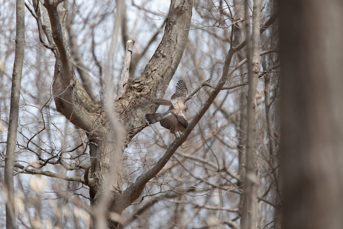 Cooper's Hawk - ML644600664