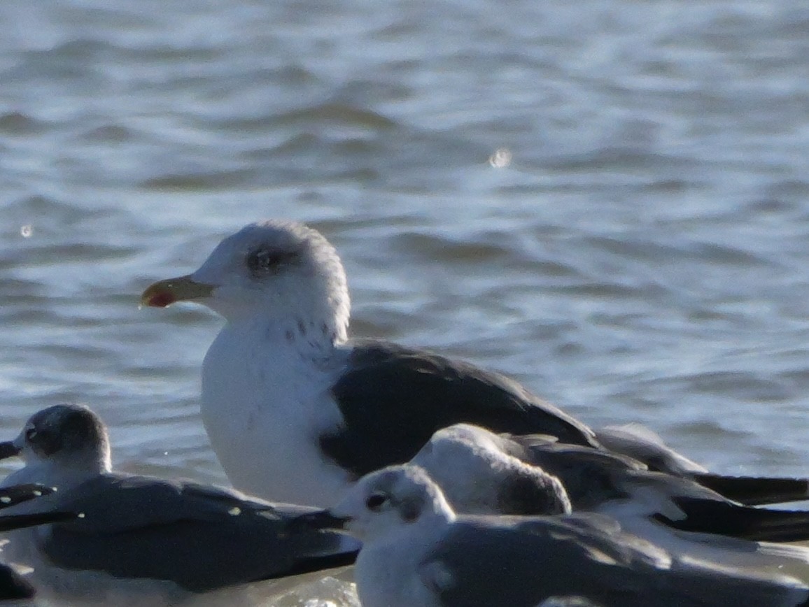 Heringsmöwe - ML644600666