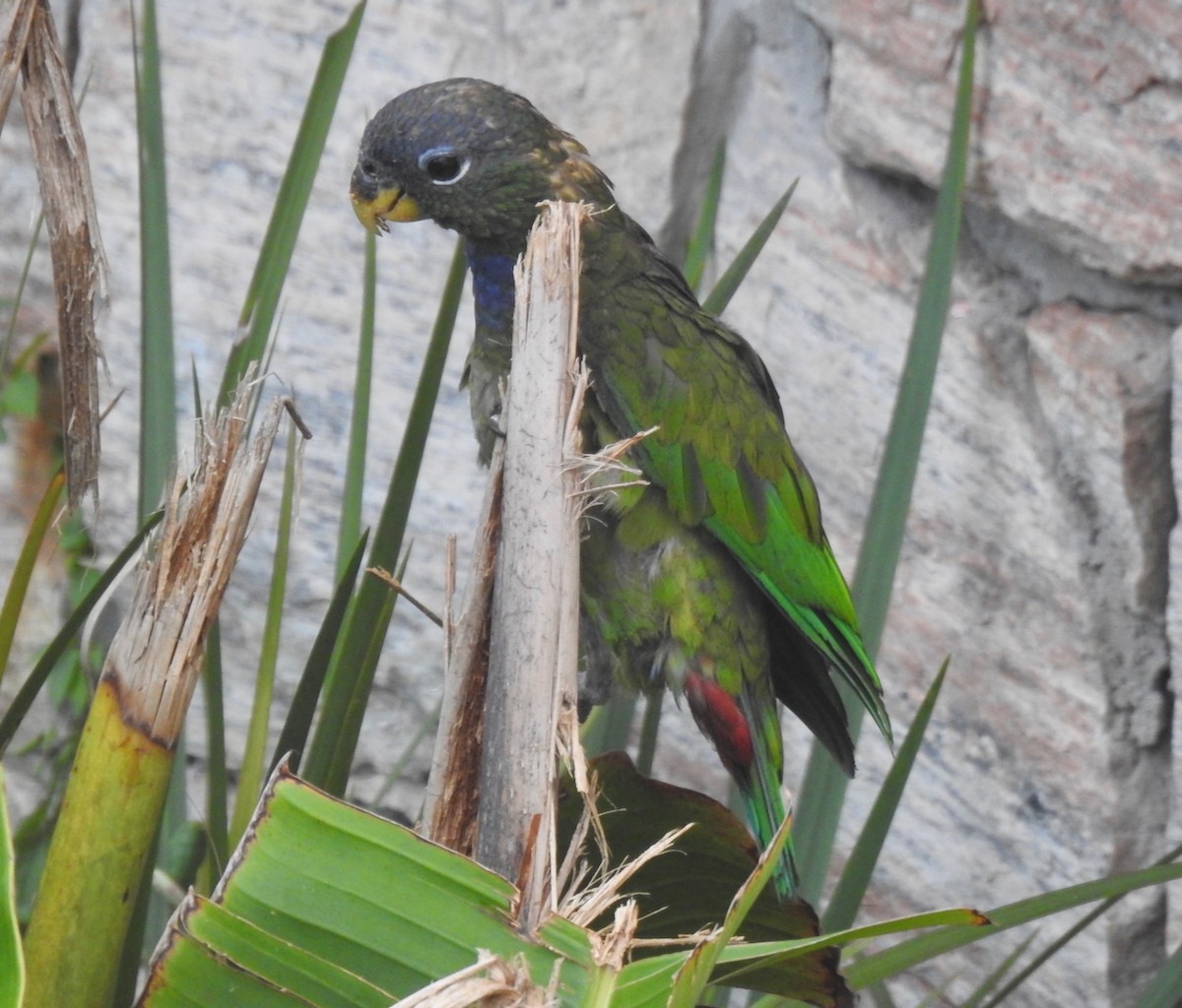 Scaly-headed Parrot - ML644600673