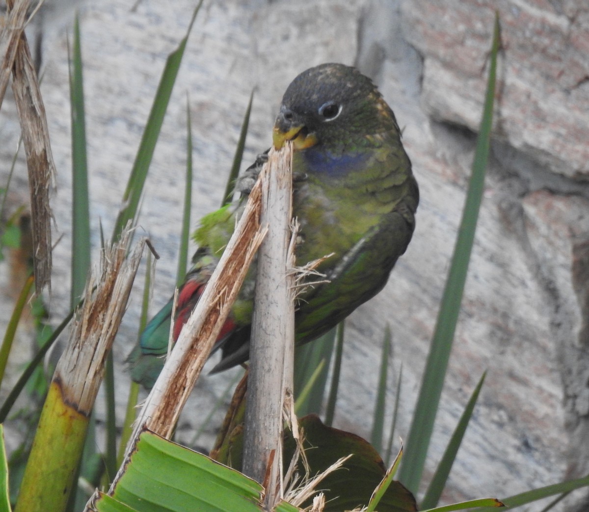 Scaly-headed Parrot - ML644600674