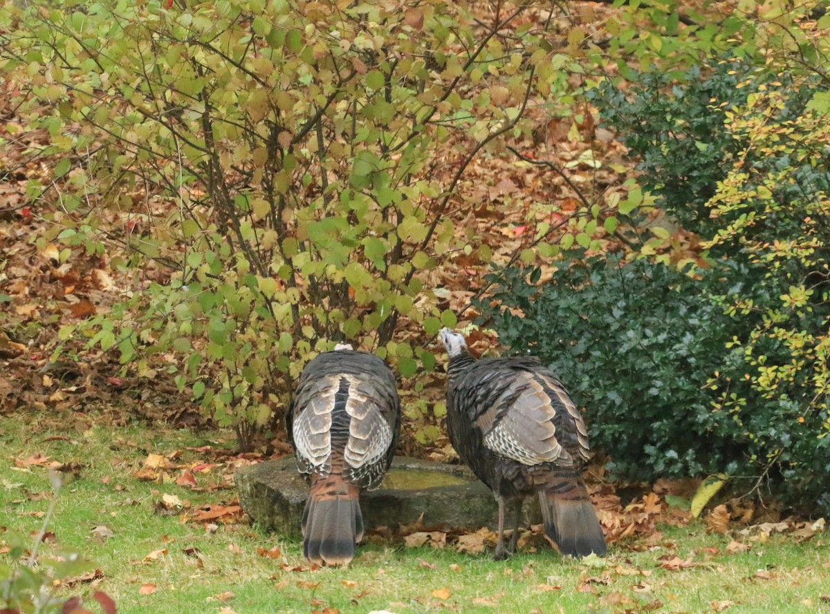 Wild Turkey - ML644600676