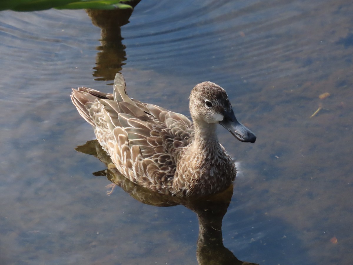 ミカヅキシマアジ - ML644600678