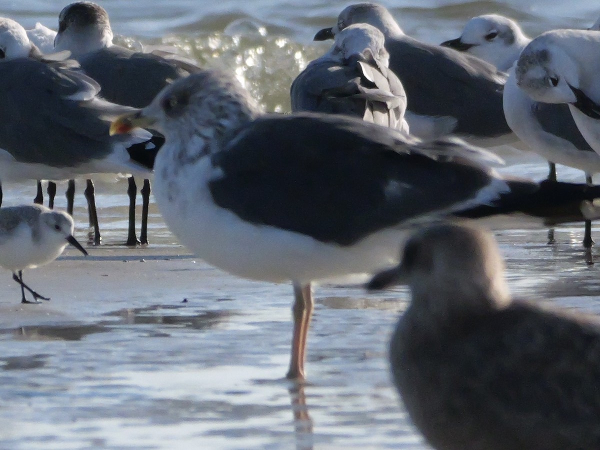 Heringsmöwe - ML644600679