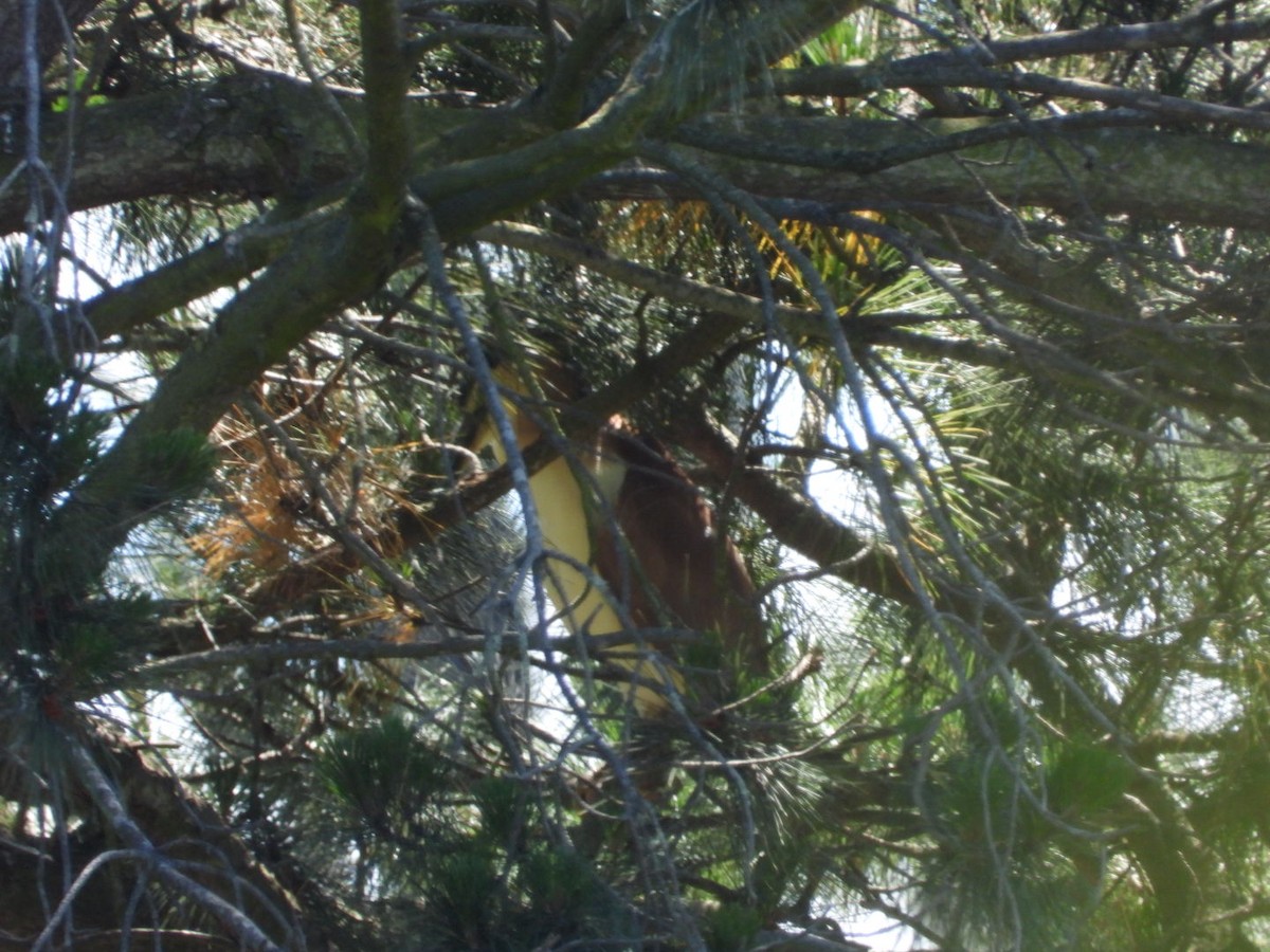 Nankeen Night Heron - ML644600683