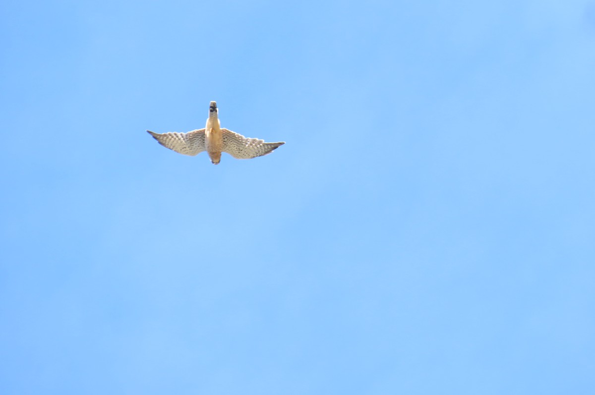 Turmfalke - ML644600685