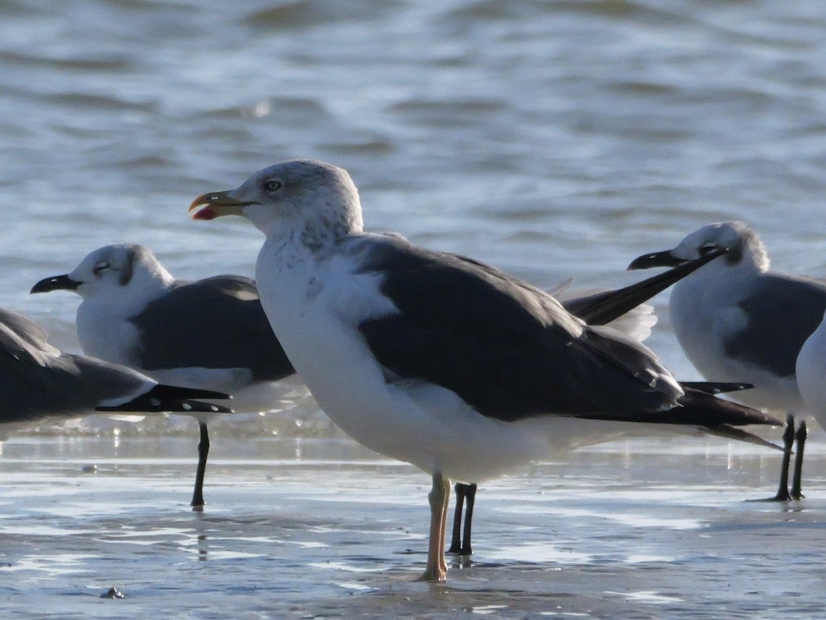 Heringsmöwe - ML644600686