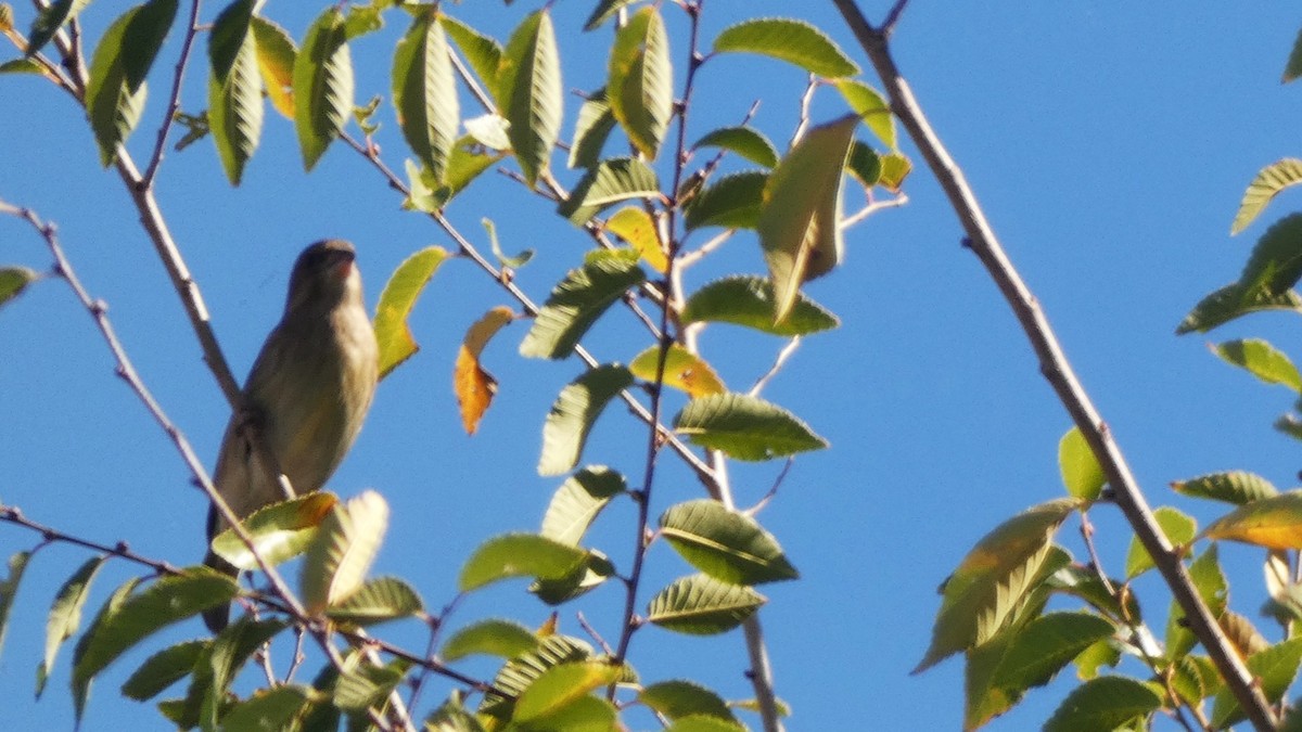 Grünfink - ML644600687