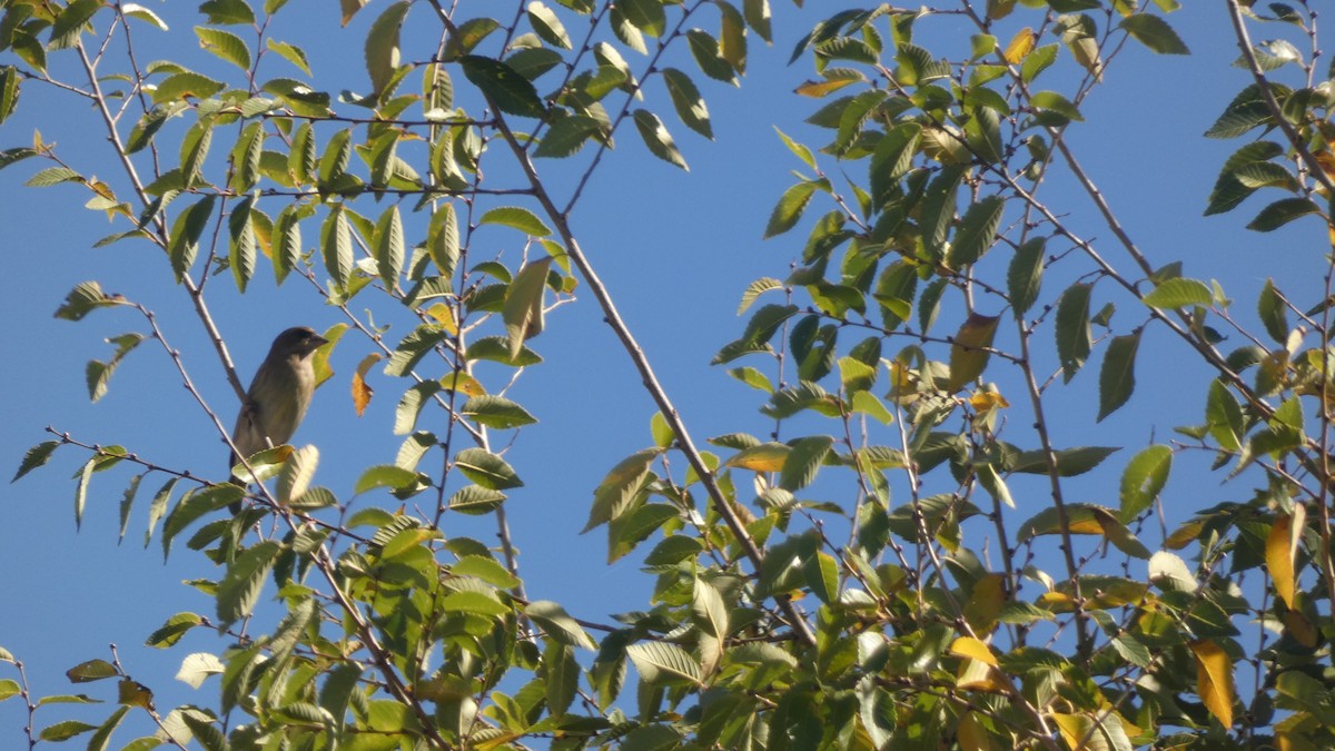 Grünfink - ML644600688