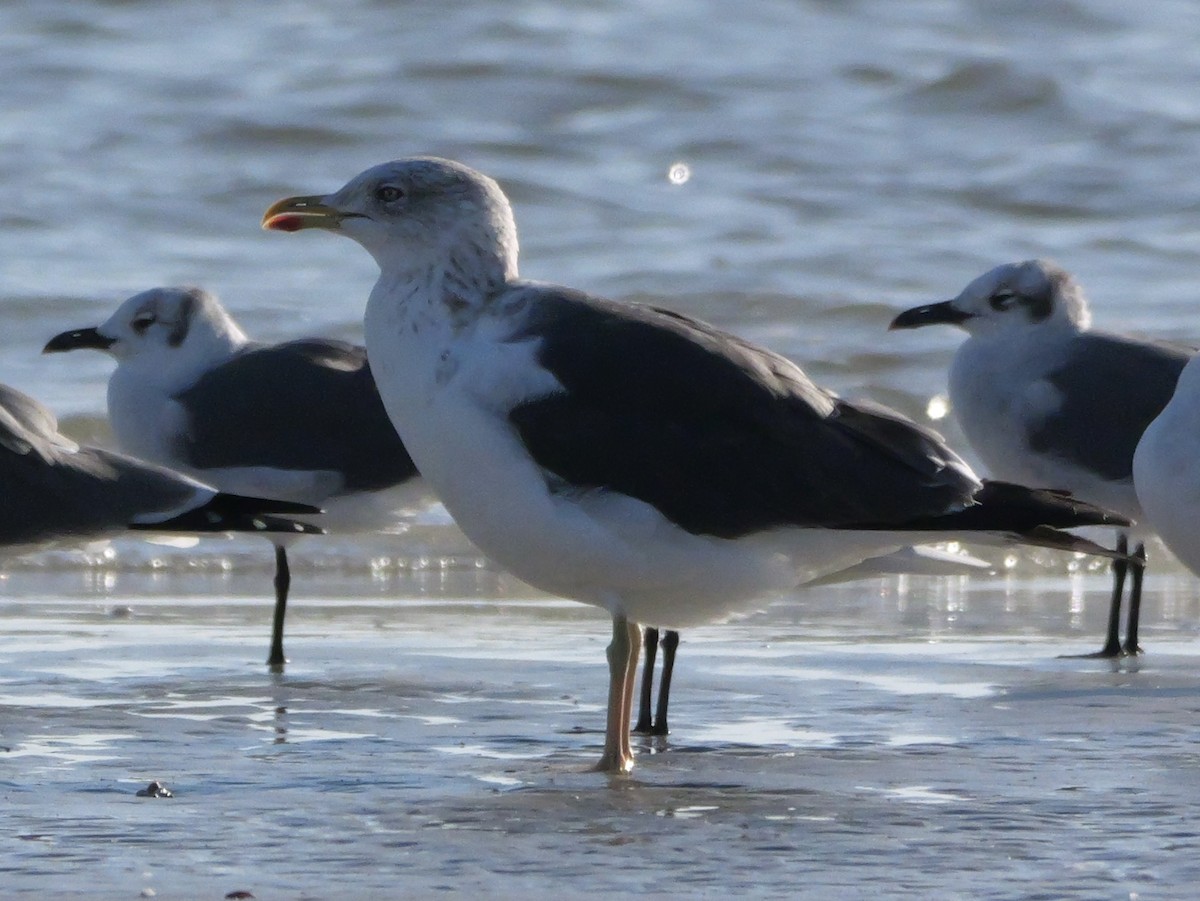 Heringsmöwe - ML644600693