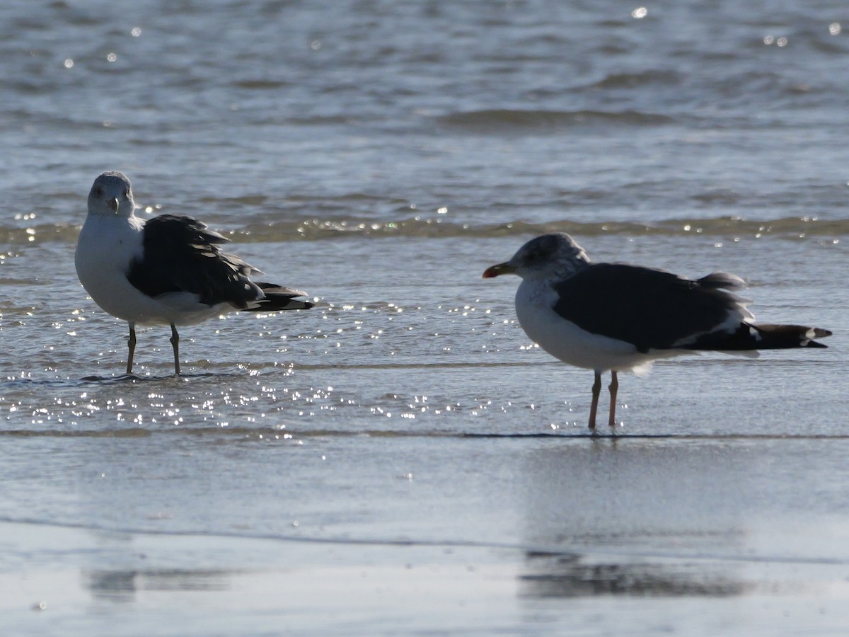 Heringsmöwe - ML644600695