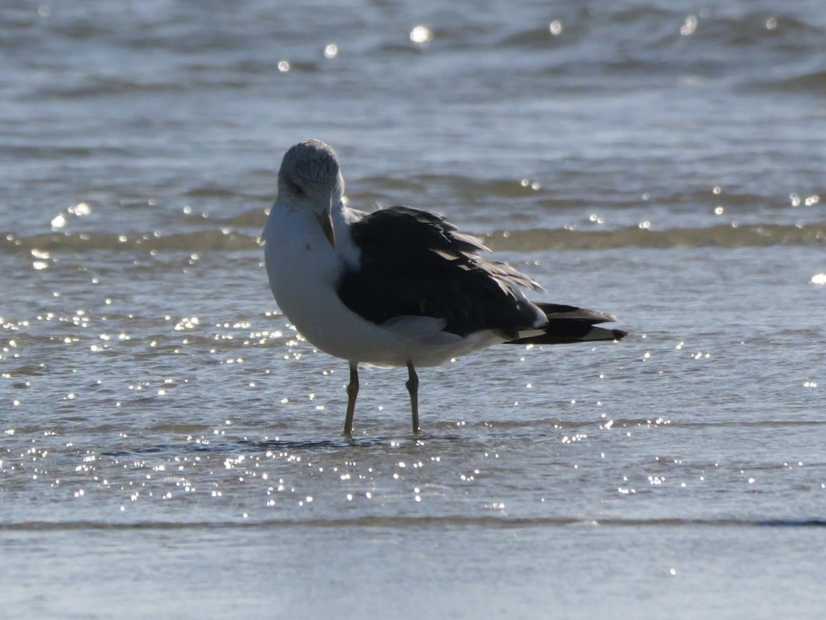 Heringsmöwe - ML644600696