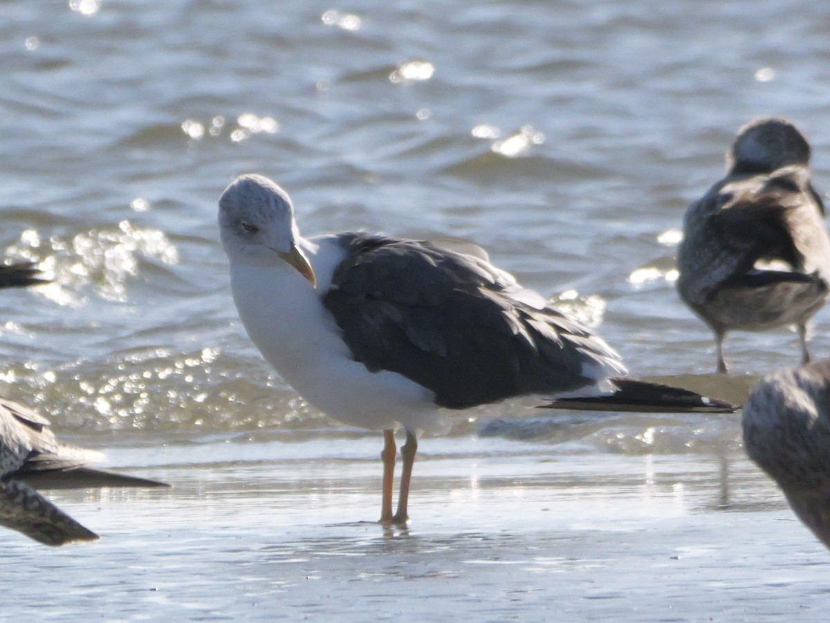 Heringsmöwe - ML644600702