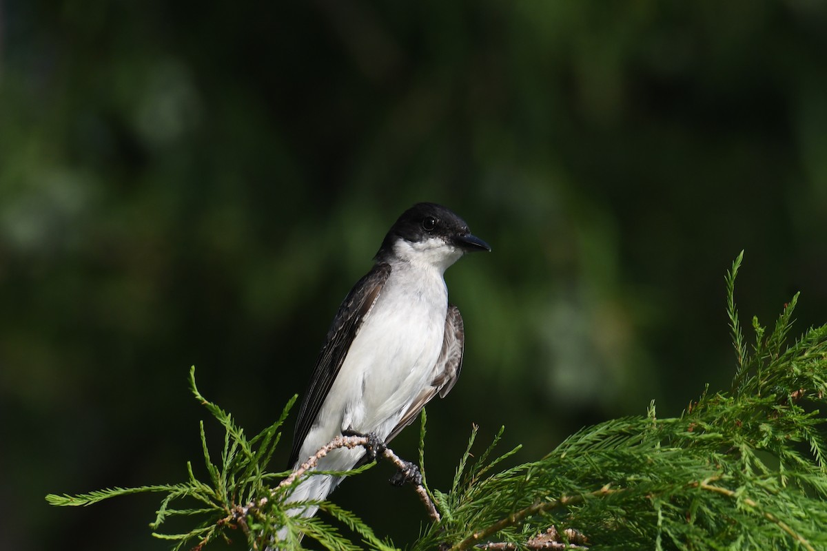 Tyran tritri - ML644600703